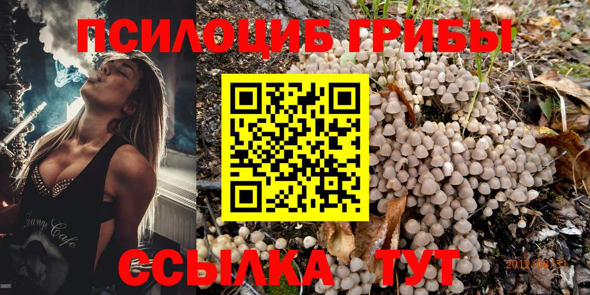 Псилоцибиновые грибы Psilocybine cubensis Большой Камень